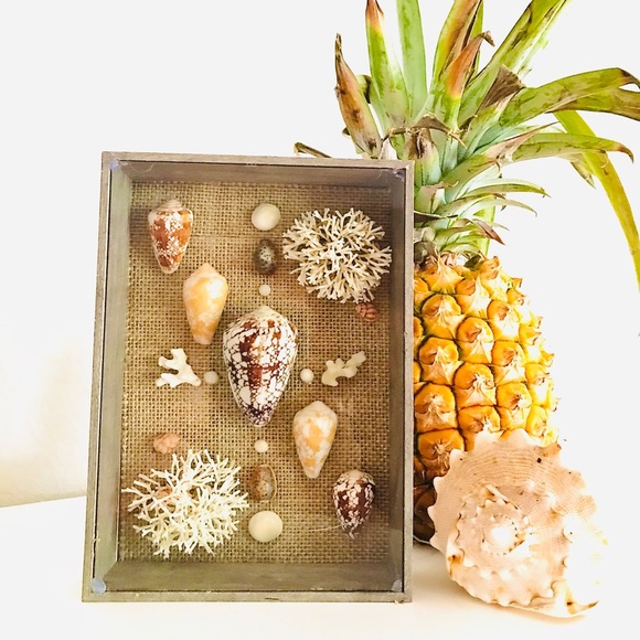 Rare Hawaiian Sea Shell Shadowbox - Picture 3 of 3